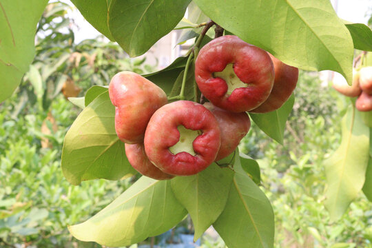 Syzygium samarangense fruit plant on nursery