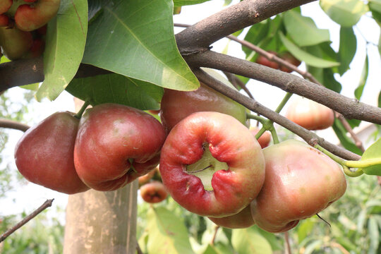 Syzygium samarangense fruit plant on nursery
