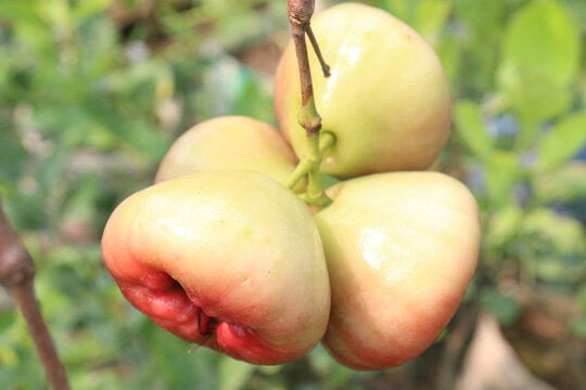 Syzygium samarangense fruit plant on nursery