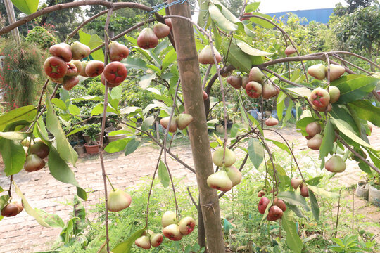 Syzygium samarangense fruit plant on nursery