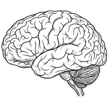 Human brain lateral view anatomical structure line art