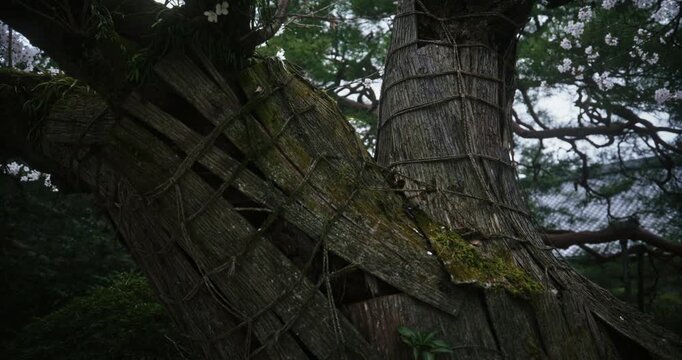Bound, moss covered tree with beautiful spring cherry blossoms - steady cam movement