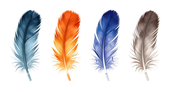 nature, birdfeather, feather, realistic, plumage, avian, wildlife, soft, detailed, flying, wing, natural, decorative, isolated, vector, illustration, whitebackground