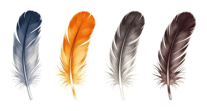 avian, birdfeather, feather, realistic, plumage, nature, wildlife, soft, detailed, flying, wing, natural, decorative, isolated, vector, illustration, whitebackground