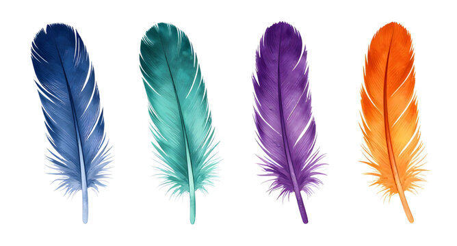 plumage, birdfeather, feather, realistic, avian, nature, wildlife, soft, detailed, flying, wing, natural, decorative, isolated, vector, illustration, whitebackground