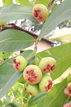 Syzygium samarangense fruit plant on nursery