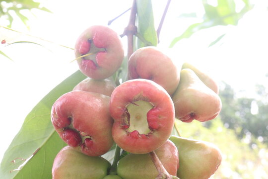 Syzygium samarangense fruit plant on nursery