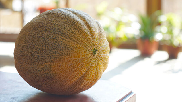 Whole ripe cantaloupe melon in bright natural light indoors.