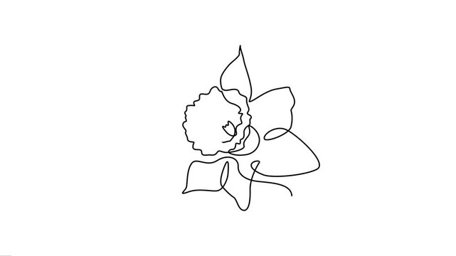 Daffodil flower blooming concept vector animation, single continuous line art floral loop.