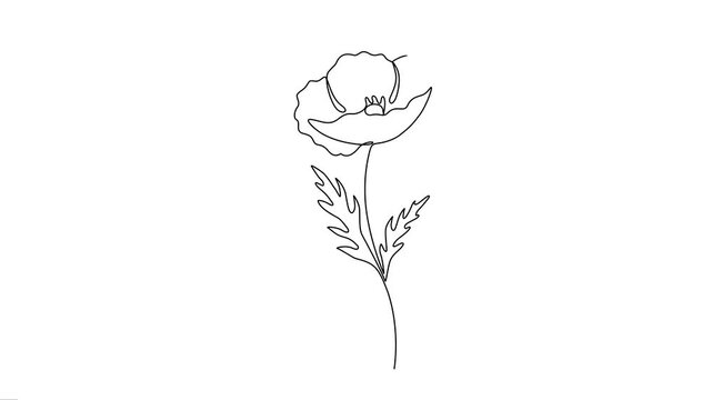 Poppy flower with textured leaves one line vector animation. 