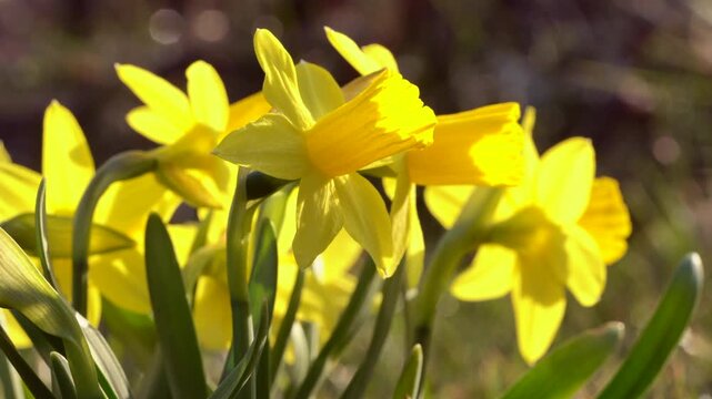 Close-up of blooming yellow daffodils in spring sunlight, static shot of delicate flowers gently swaying in a light breeze, showcasing seasonal beauty, freshness and natural garden atmosphere.
