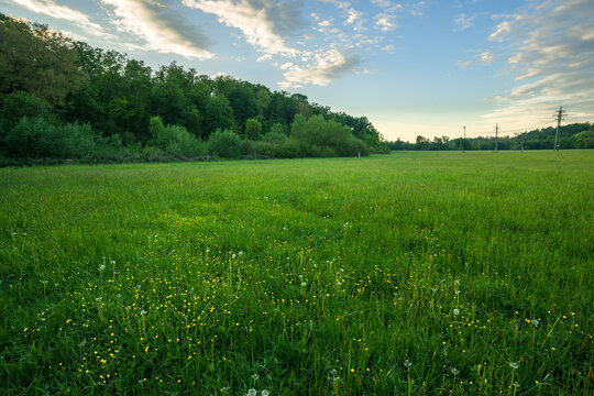 Lush green forest shoreline along a peaceful river, featuring dense thickets of wild plants, overhanging tree branches, and clear water reflecting the natural environment.