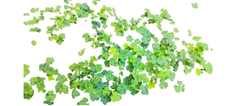 Scattered Green Water Clover Leaves Isolated on White Background