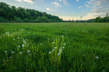 Vibrant aquatic vegetation and tall reeds growing along the shallow bank of a calm summer river, with smooth water surfaces showing clear reflections of the blue sky above. © Aleksandr Riabinin