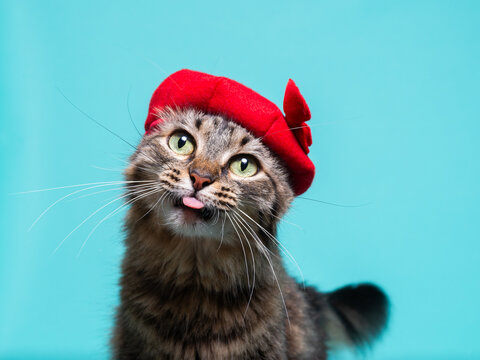 Playful Tabby Cat Wearing a Red Beret Sticking Out Its Tongue on a Turquoise Background