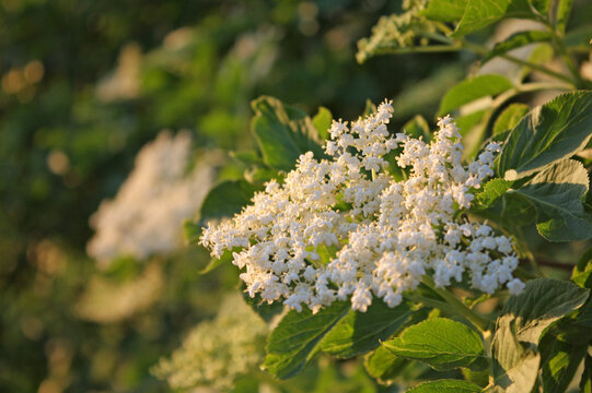 Detail of elderberry inflorescences in the early evening sun.