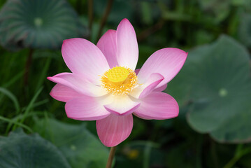 Obraz premium Pink lotus flower with green natural background