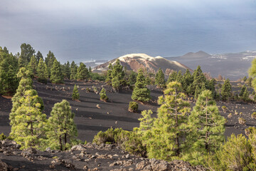 Volcanic Landscape and Canary Island Pine Forest Overlooking the Atlantic Ocean on La Palma, Spain © Circumnavigation