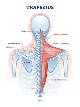 Trapezius muscle and human back spine skeletal structure outline diagram, transparent background. Labeled educational scheme with medical bone titles and upper, lower.