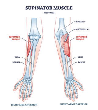 Supinator muscle with right arm anatomical bone structure outline diagram, transparent background.Labeled educational scheme with medical anterior and posterior hand view illustration.
