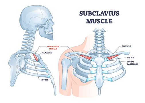 Subclavius muscle as upper body shoulder muscular system outline diagram, transparent background. Labeled educational neck and ribcage skeletal bones with clavicle.