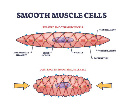 Smooth muscle cells anatomical structure description outline diagram, transparent background. Labeled educational comparison with relaxed or contracted states and shape differences illustration.