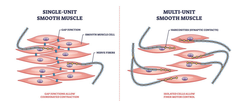 Single unit vs multi unit smooth muscle structure differences outline diagram, transparent background. Labeled educational scheme with gap junction contraction and motor control illustration.