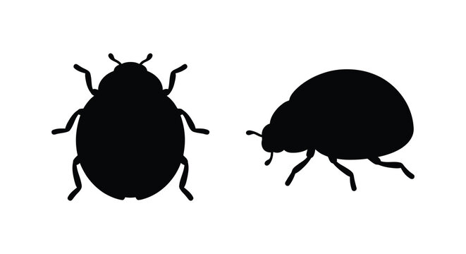 two beetle silhouettes on white background silhouette insect bug black animal nature wildlife entomology vector graphic