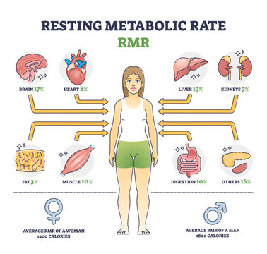 Resting metabolic rate or RMR as body calories consumption outline diagram, transparent background. Labeled educational scheme with energy percentage level required.