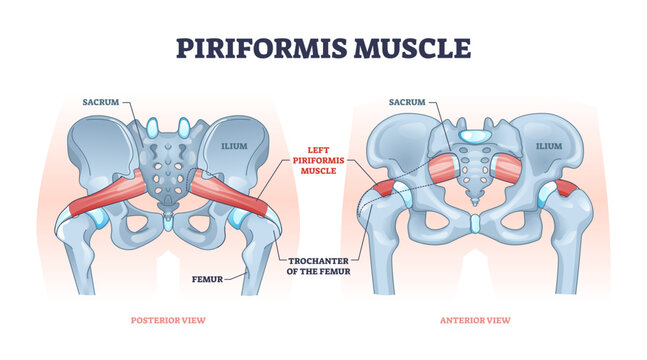 Piriformis muscle with hip skeleton and muscular system outline diagram, transparent background. Labeled educational scheme with medical human anatomy and trochanter of femur in lateral.