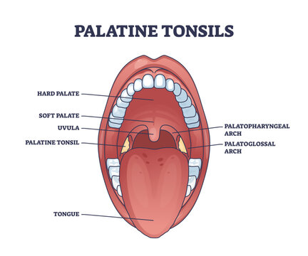 Palatine tonsils organ location behind throat and tongue with mouth structure outline diagram, transparent background. Labeled educational scheme.