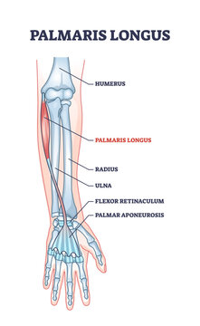 Palmaris longus skeletal and muscular body structure for human arm outline diagram, transparent background. Labeled educational scheme.
