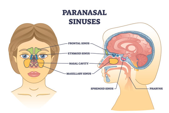 Paranasal sinuses location with nasal cavity structure anatomy outline diagram, transparent background. Labeled educational scheme with frontal head sinus and pharynx sections.