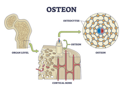 Osteon or haversian system with compact bone structure outline diagram, transparent background. Labeled educational scheme with cortical bone or organ level anatomy illustration.