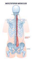Obraz premium Multifidus muscles as spine backbone muscular system outline diagram, transparent background. Labeled educational anatomy structure with back vertebrae from sacrum to axis illustration.