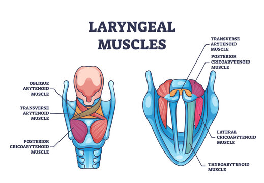Laryngeal muscles anatomy with medical muscular structure outline diagram, transparent background. Labeled educational scheme with voice box detailed muscle system illustration.