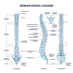 Naklejka premium Human spinal column structure with backbone and spine skeletal anatomy outline diagram, transparent background. Labeled educational human back description and detailed anterior, lateral.