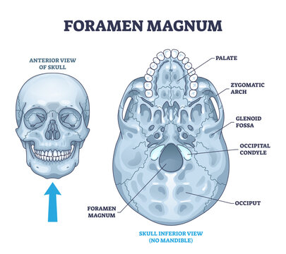 Foramen magnum skeletal bone hole in human skull anatomy outline diagram, transparent background. Labeled educational scheme with inferior palate, zygomatic arch, glenoid fossa.