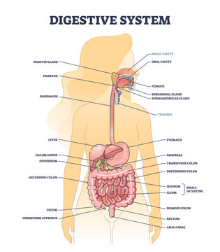 Digestive system medical body structure description outline diagram, transparent background. Labeled educational digestion and gastrointestinal parts anatomy illustration. Detailed model with stomach.