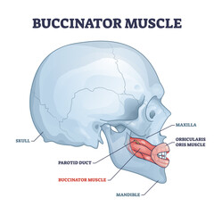 Buccinator muscle with human major facial and chin bones outline diagram, transparent background. Labeled educational scheme with parotid duct. © VectorMine