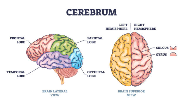 Cerebrum brain structure from lateral and superior view outline diagram, transparent background. Labeled educational colorful scheme with frontal, temporal, parietal and occipital lobe illustration.