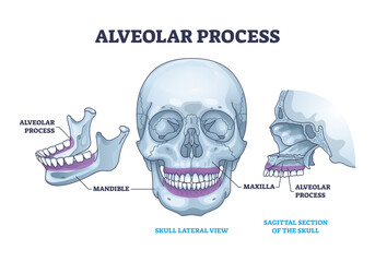 Alveolar process with anatomical head bone ridge for teeth outline diagram, transparent background. Labeled educational scheme with chin maxilla and mandible parts illustration. © VectorMine