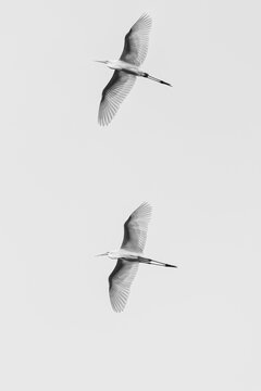 Two Cattle Egrets Flying in Symmetry, Minimalist Black and White Wildlife Photography