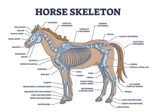 Horse skeleton with animal skeletal system and bone anatomy outline diagram, transparent background.Labeled educational scheme with biological detailed explanation illustration.