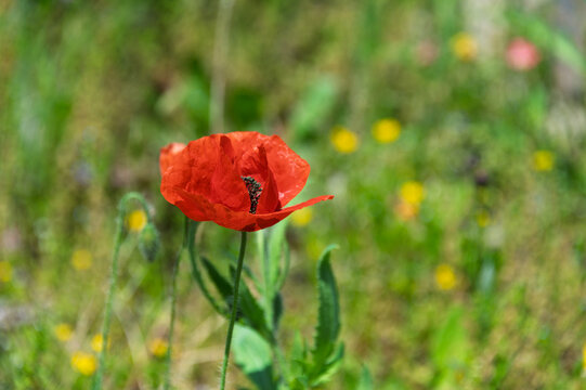 Beautiful red poppy blooming brightly in a green field under the warm spring sunshine