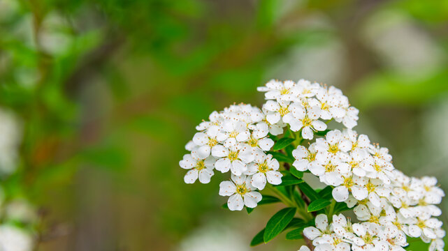 Beautiful white reeves spirea flowers blooming closely with fresh green background in spring