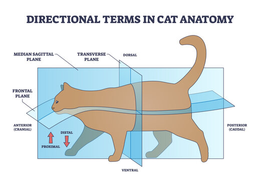 Directional terms in cat anatomy and quadrupeds division outline diagram, transparent background. Labeled educational scheme with median sagittal, frontal and transverse plane with dorsal.