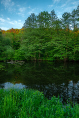 Obraz premium A perfectly calm forest stream reflecting the tall green trees lining its banks like a mirror, capturing the serene and untouched natural beauty of the quiet summer woodland environment.