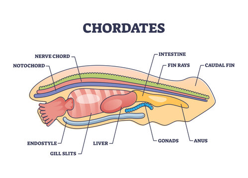 Chordates zoology and detailed anatomy structure outline diagram, transparent background. Labeled educational scheme with notochord, nerve chord, endostyle or gill slits illustration.