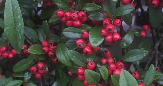 The foliage is dark green with visible veins on the leaves. The berries are small and round, growing in dense clusters.